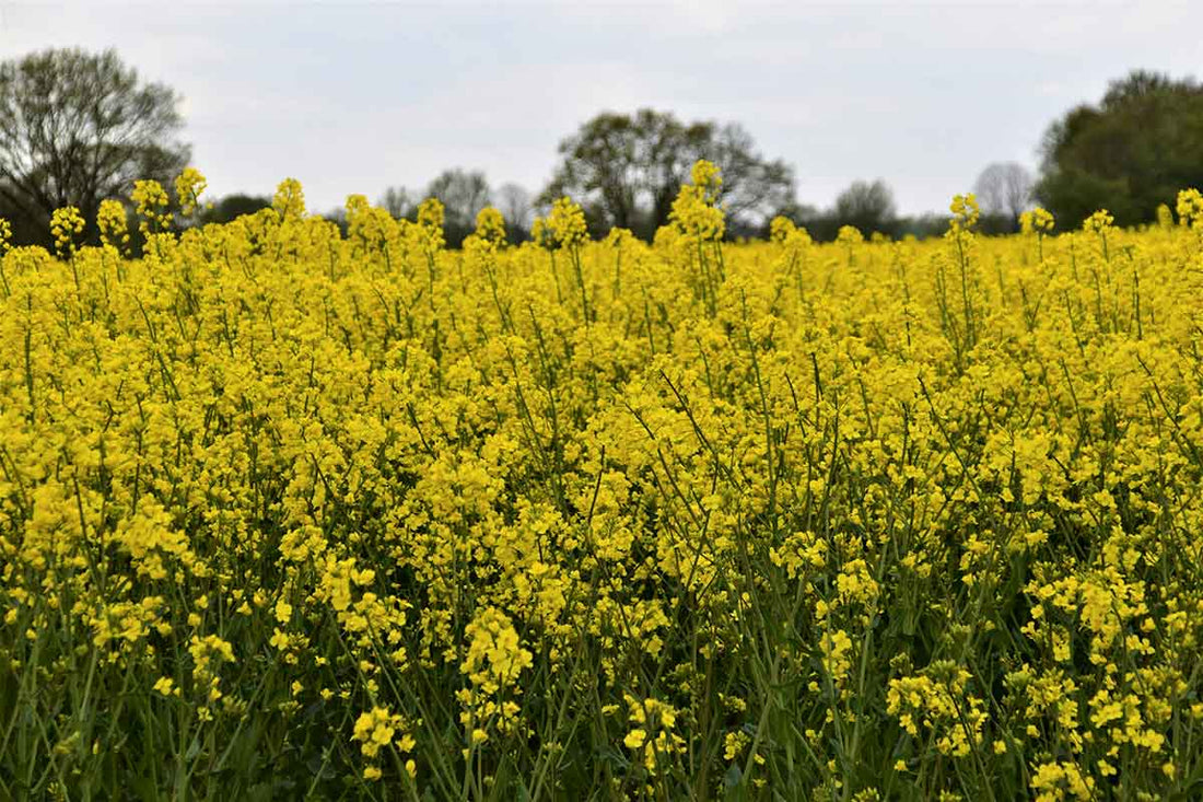 Les Avantages de la Cire de Colza : Une Cire Naturelle et Durable