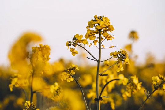 Bougies Chandelles - Ldéco Bougies Naturelles Parfumées